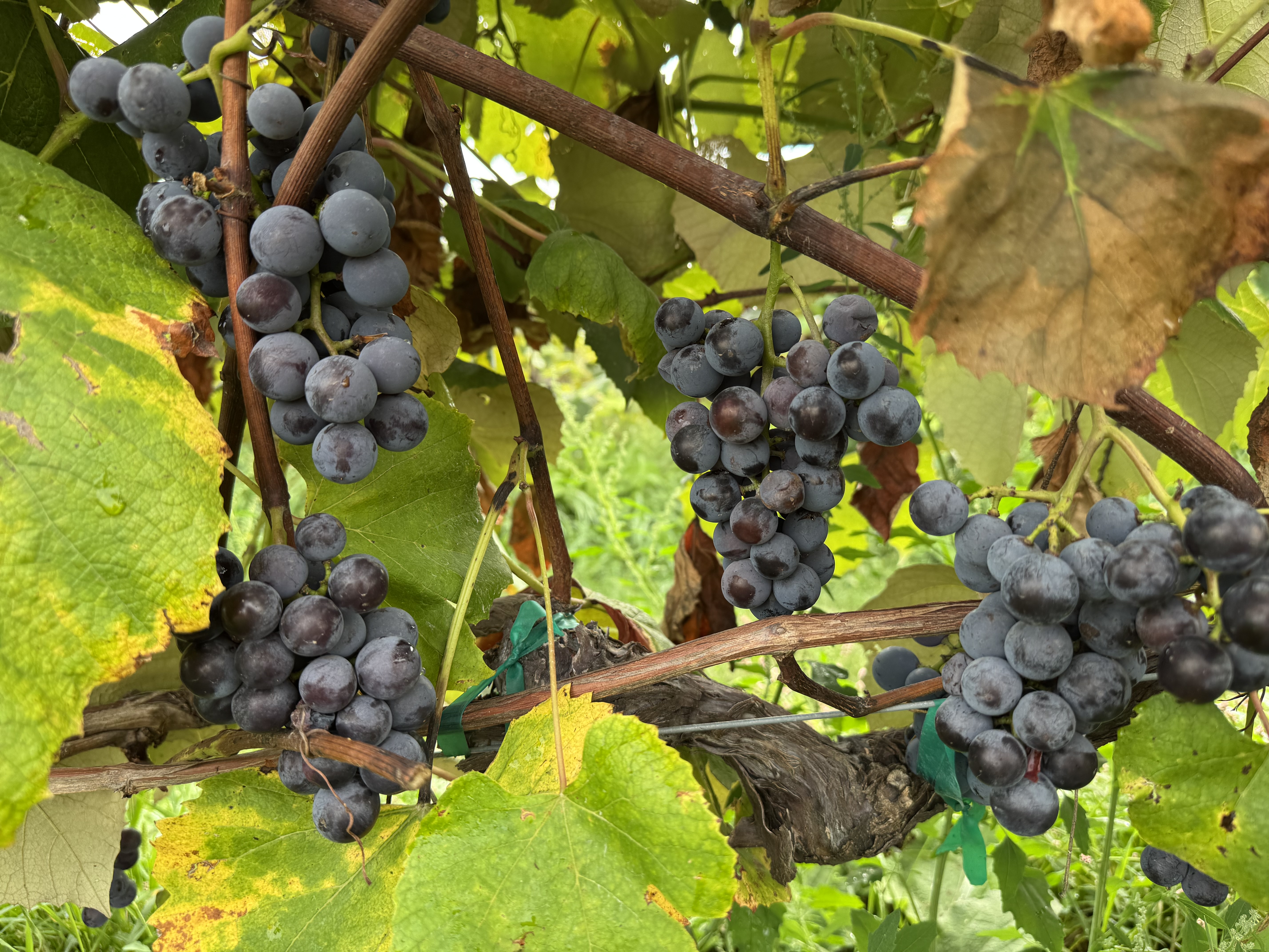 Concord grapes hanging from a vine.